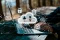 Open Cloud - Grundlagen und Use Cases für die öffentliche Verwaltung